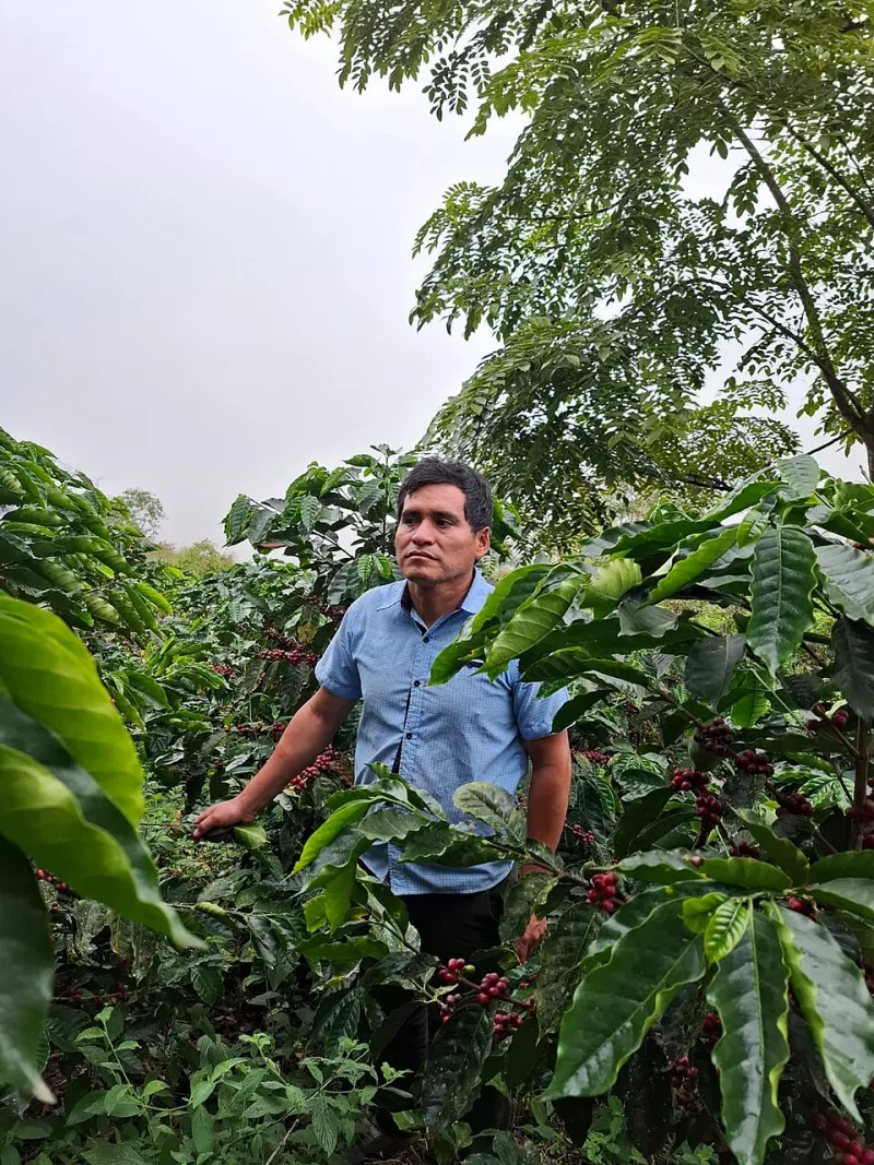 La taza que cuida el bosque: guía para consumir café sin destruir la selva latinoamericana